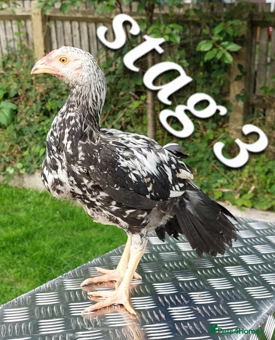 Chickens poultry for sale: Out standing bloodlines chicks - Advert 15