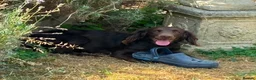 Sprocker dogs for sale: Gentle sprocker puppies - Advert 5