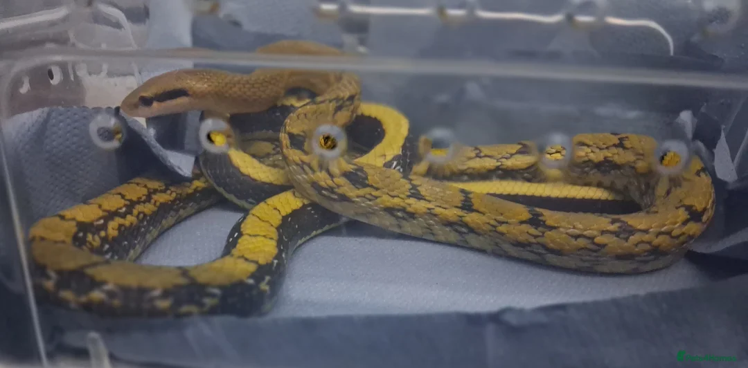 Rat Snake reptiles for sale: Taiwanese beauty snake DH For Albino - Calico  - Advert 5