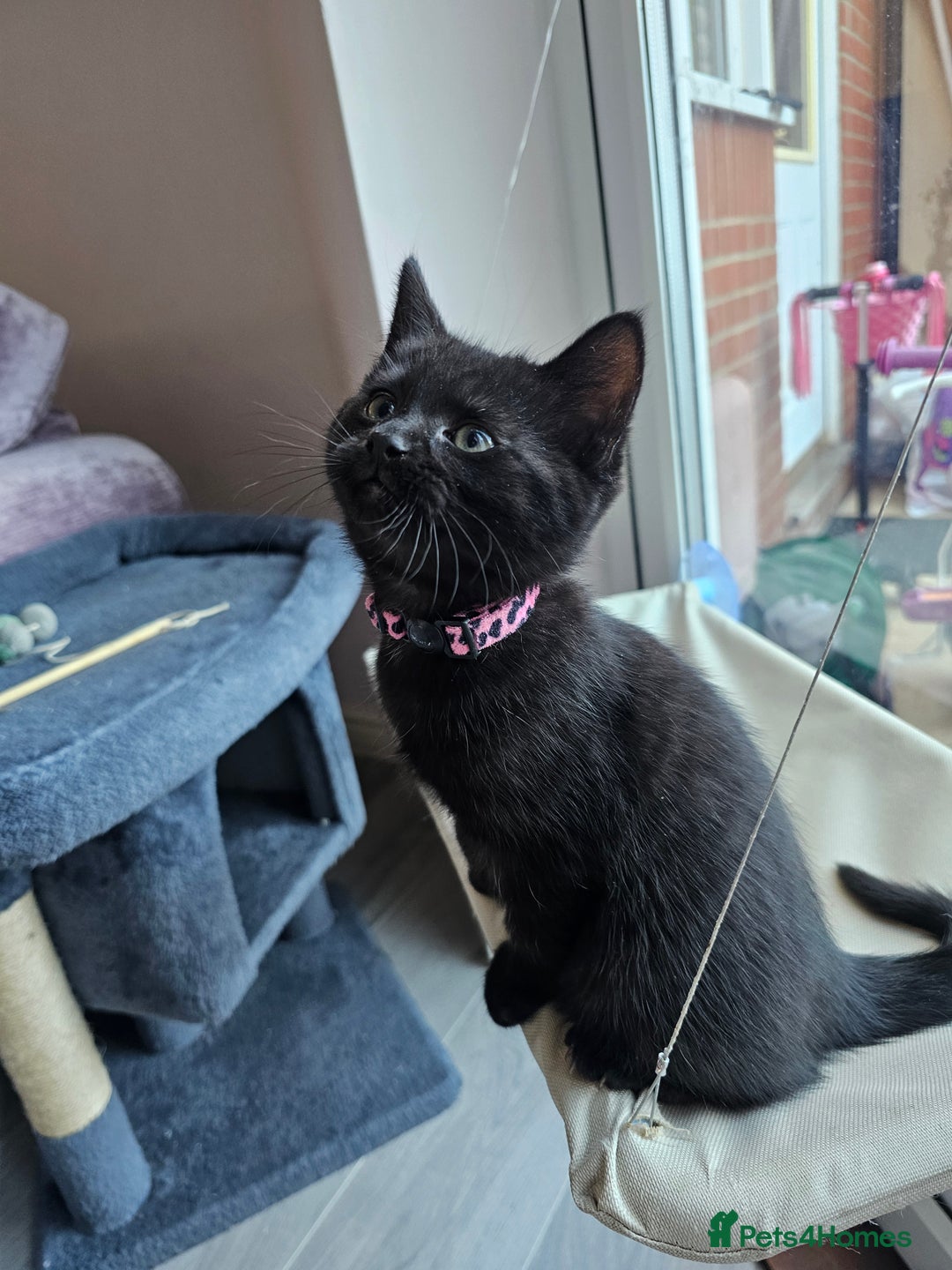 Ragdoll cats for sale: Ragdoll x Norwegian Forest Kittens - Advert 10