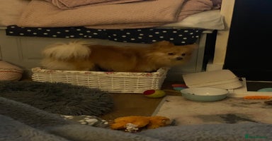 Pomeranian dogs - Advert 2