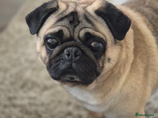 Pug dogs fawn pug stud in Brighton - Advert 14