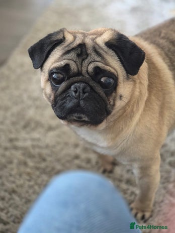 Pug dogs in Brighton - Advert 1