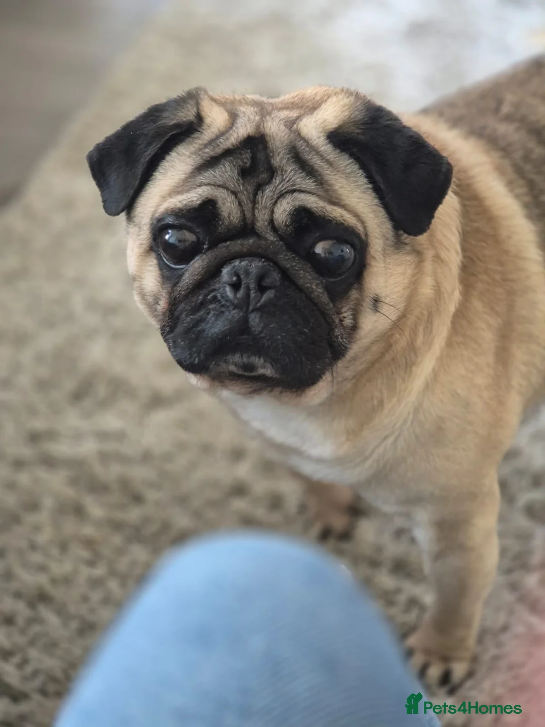 Pug dogs for stud: fawn pug stud  in Brighton - Advert 1