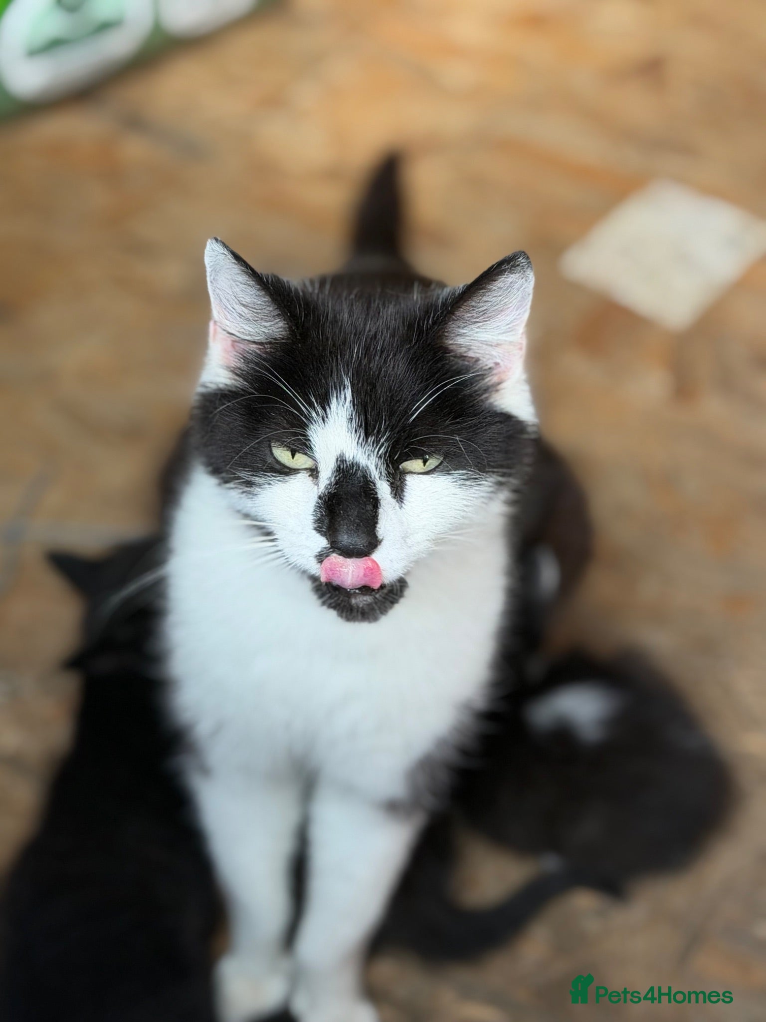Mixed Breed cats Little kittens ❤️ - Advert 8
