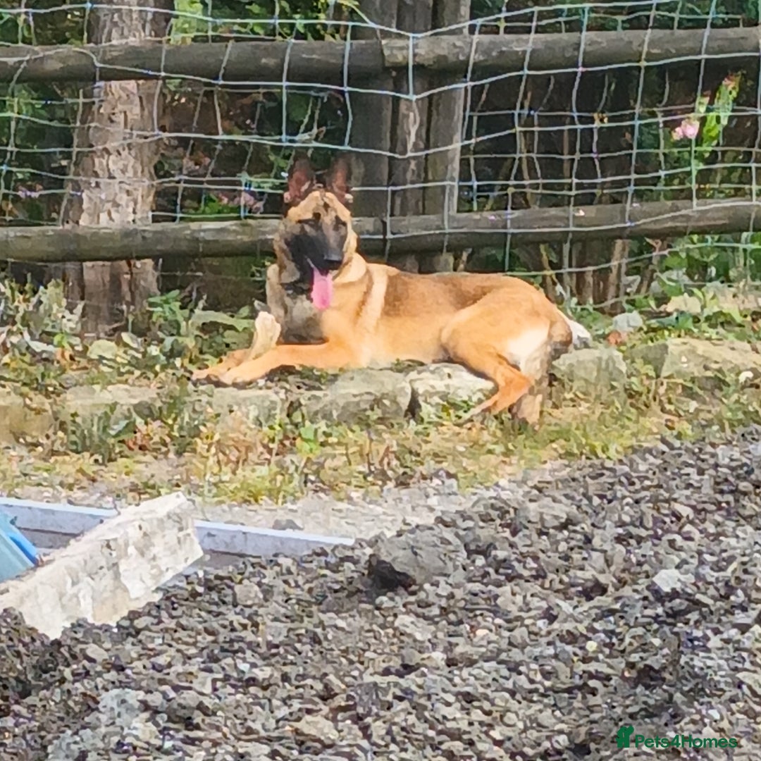 Mixed Breed dogs for sale: 3beautiful belgium shepards  - Image 1