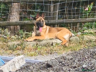 Mixed Breed dogs - Advert 33