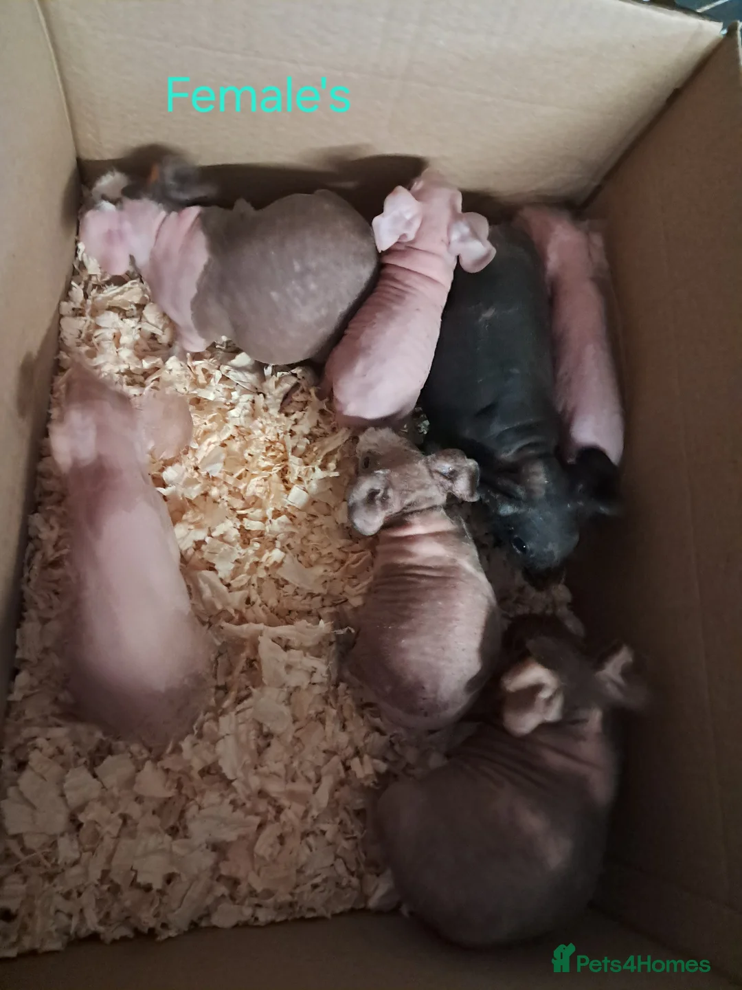 Guinea Pig rodents for sale: Skinny Pigs available Females and Males - Advert 2