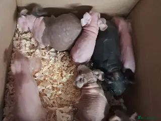 Guinea Pig rodents Skinny Pigs Males and Females available now - Advert 19