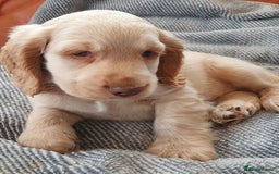 Cocker Spaniel dogs for sale: Cocker Spaniel Puppies - Image 5