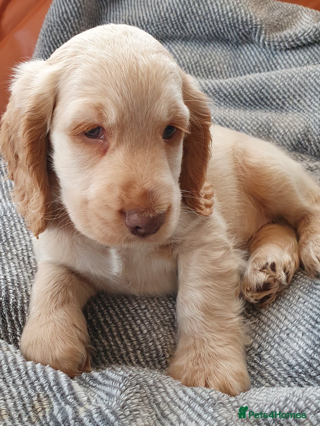 Cocker Spaniel dogs for sale: Cocker Spaniel Puppies - Image 5