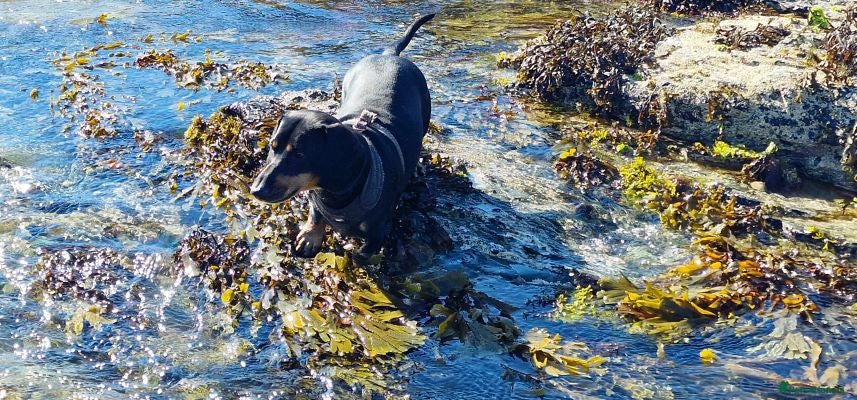Labrador Retriever dogs Female Labrador retriever dog - Advert 1