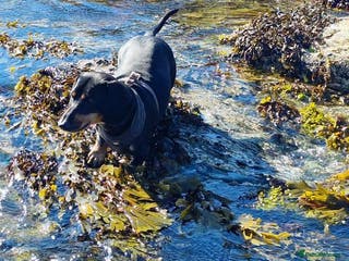 Labrador Retriever dogs Female Labrador retriever dog - Advert 1