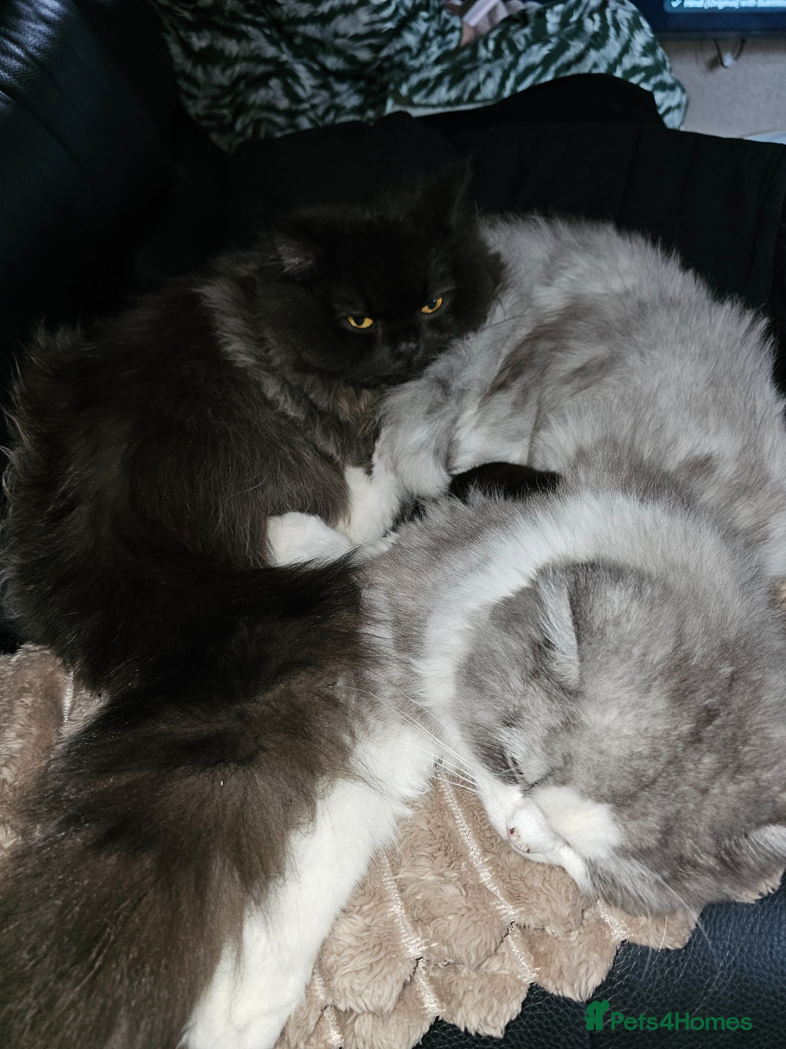 Mixed Breed cats Persian x British Shorthair  - Advert 1