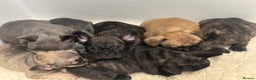 French Bulldog dogs for sale: KC Frenchies  - Advert 10