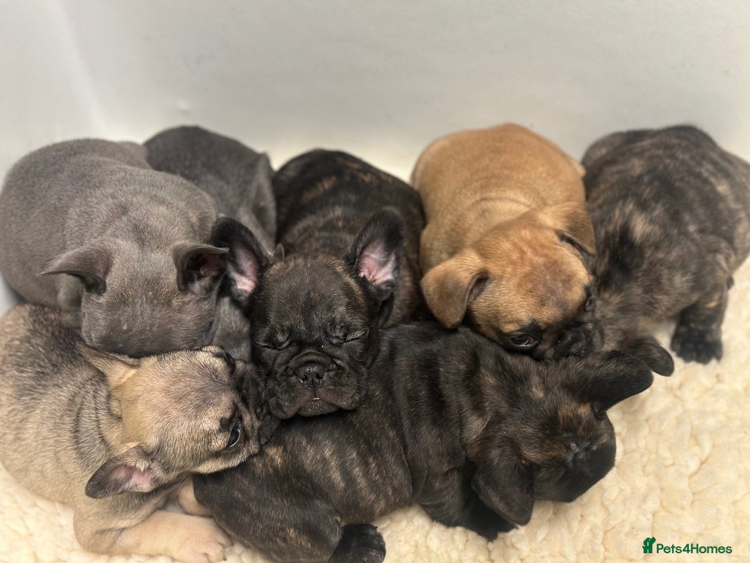 French Bulldog dogs for sale: KC Frenchies  - Advert 10