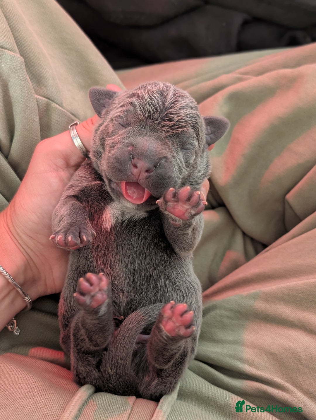 Cane Corso dogs for sale: European cane corsos  - Image 15