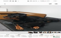 Rottweiler dogs for sale: Kc reg full German champion rottweiler puppies   - Image 1