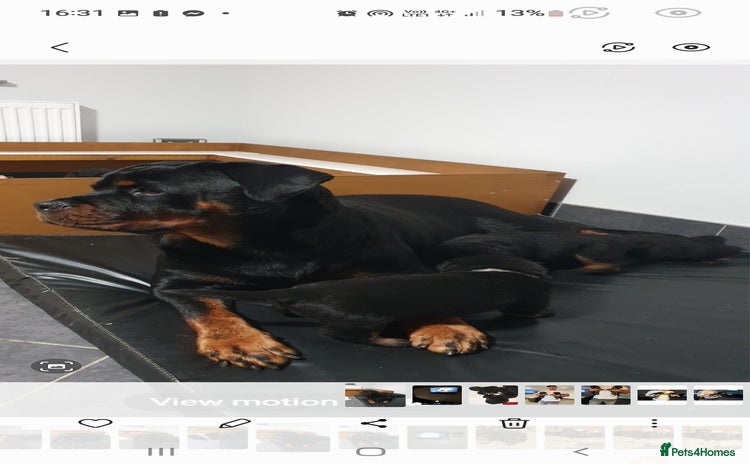 Rottweiler dogs - Advert 4