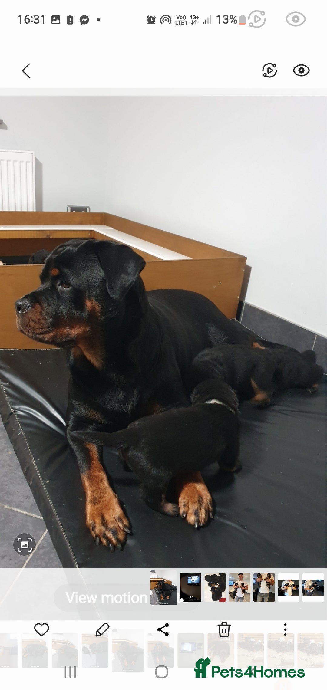 Rottweiler dogs for sale: Kc reg full German champion rottweiler puppies   - Image 1