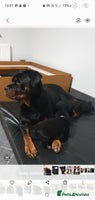 Rottweiler dogs - Advert 4