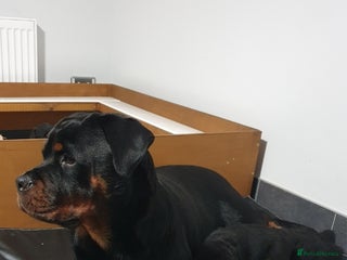 Rottweiler dogs - Advert 9