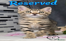 Bengal cats for sale: 1 beautiful boy from tica champion lines - Image 6