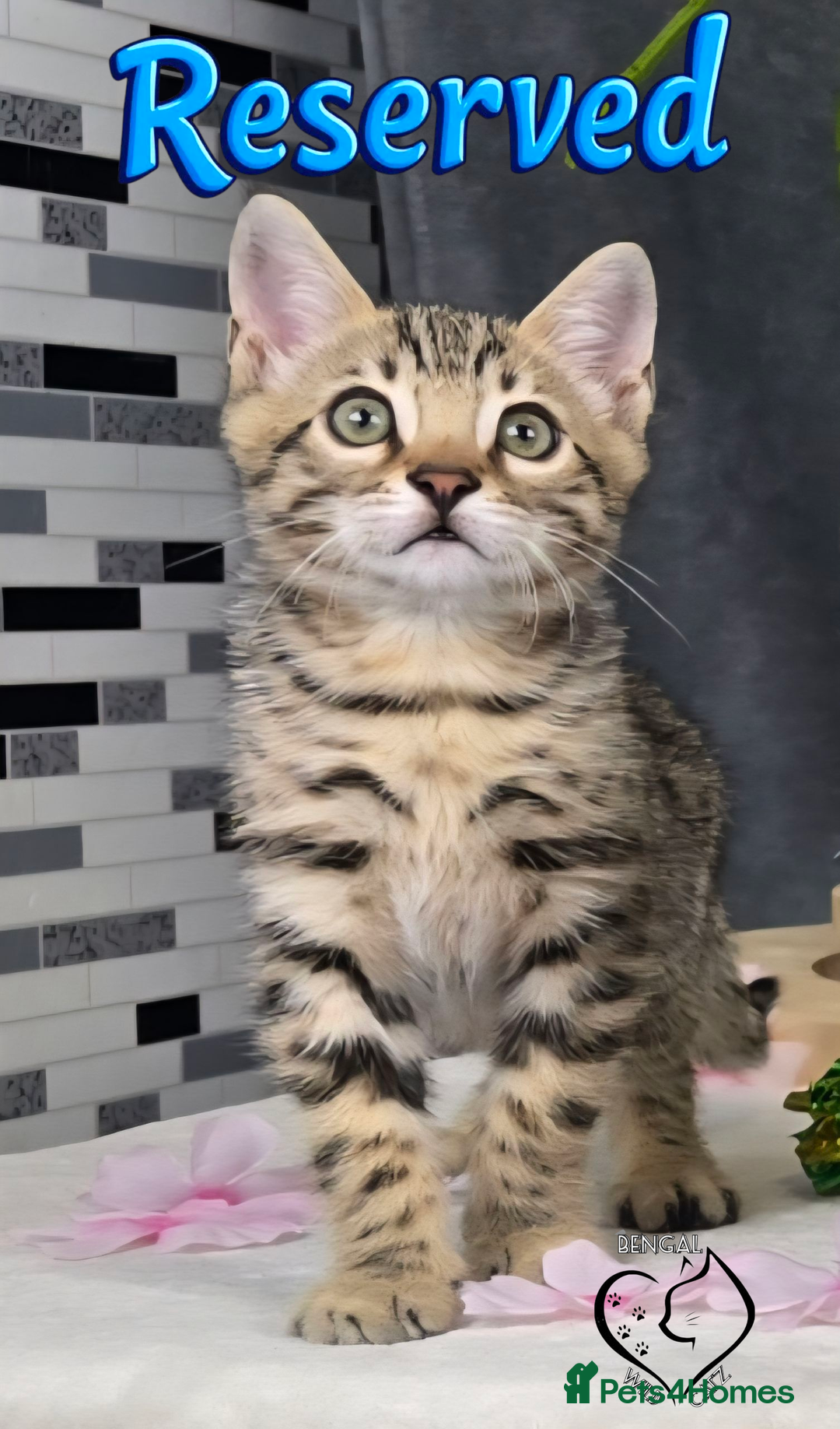 Bengal cats for sale: 1 beautiful boy from tica champion lines - Image 6