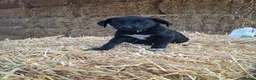 Borador dogs for sale: Labrador x Border Collie Pups for Sale - Advert 7