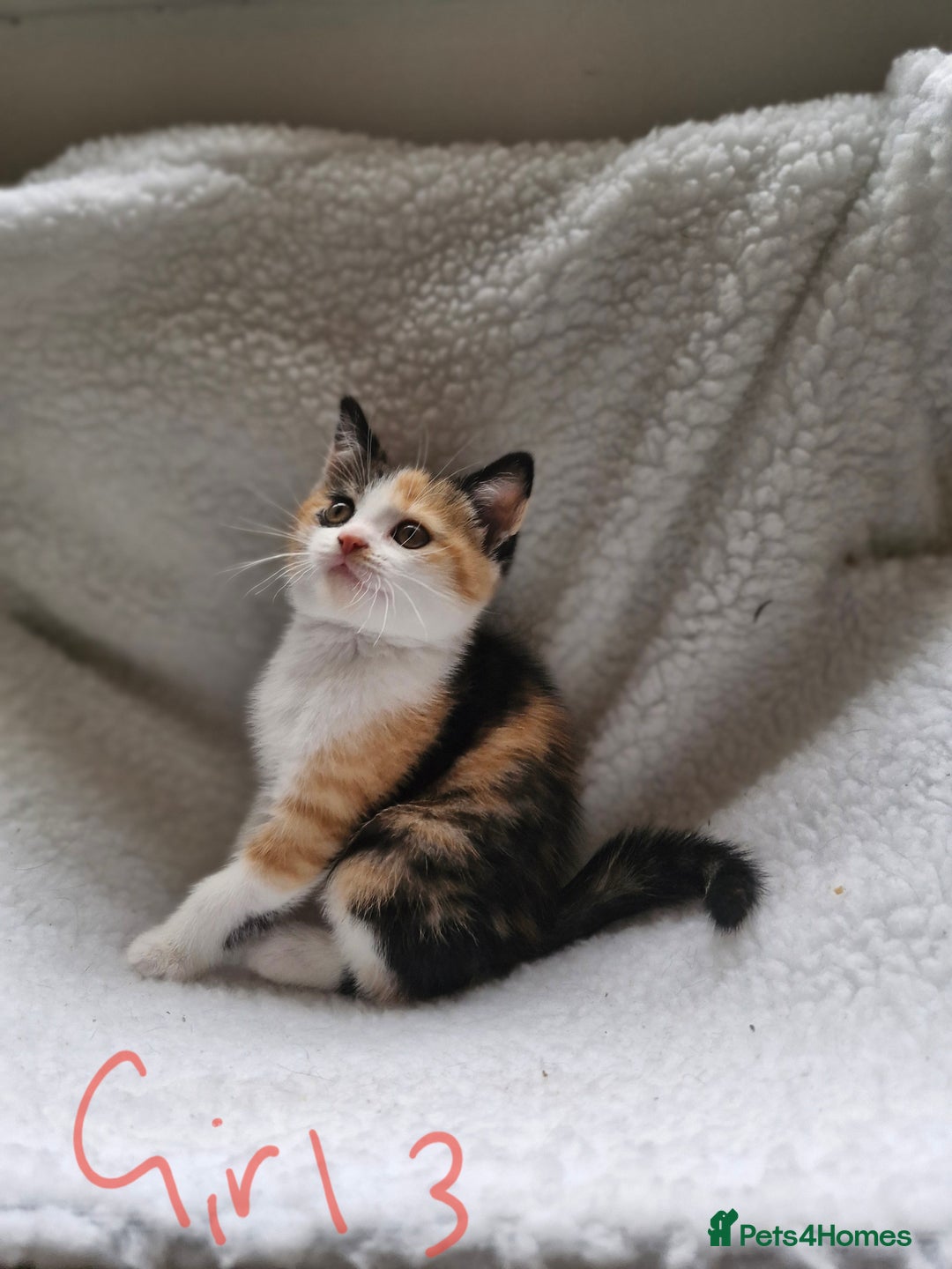 British Longhair cats for sale: 3 female bsh cross  - Image 14
