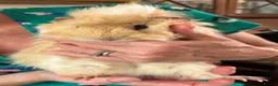 Guinea Pig rodents for sale: Beautiful, healthy, friendly brother guinea pigs - Advert 4