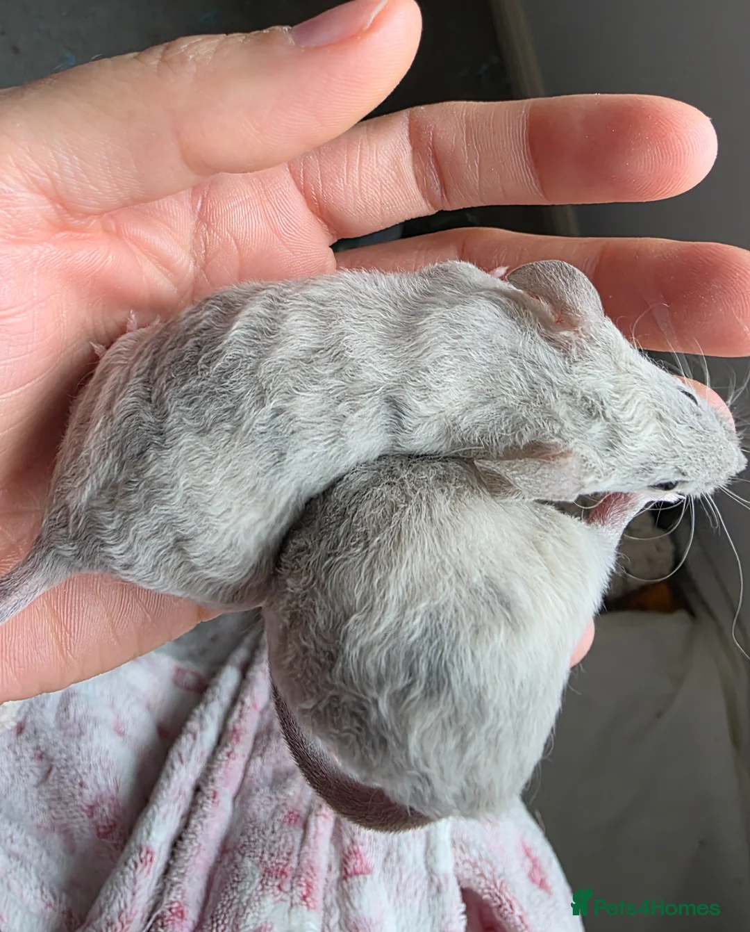 Mouse rodents for sale: 8 girls and 1 boy - Advert 2