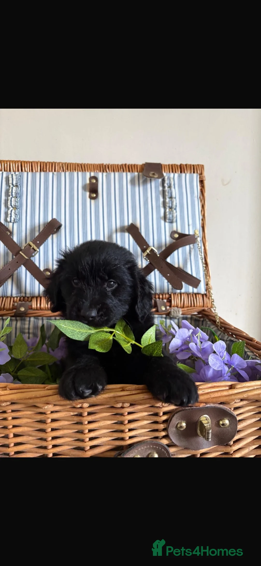 Mixed Breed dogs for sale:  12-Wk Golden Retriever x collie girl - Advert 19