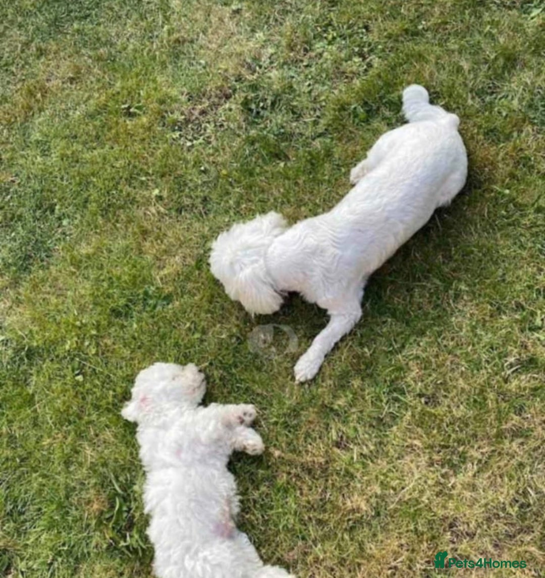 Maltese dogs for sale: Adorable maltese Girl 💕 in Market Rasen - Image 1