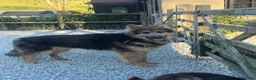 German Shepherd dogs for stud: Blue and tan German shepherd for stud  - Advert 3