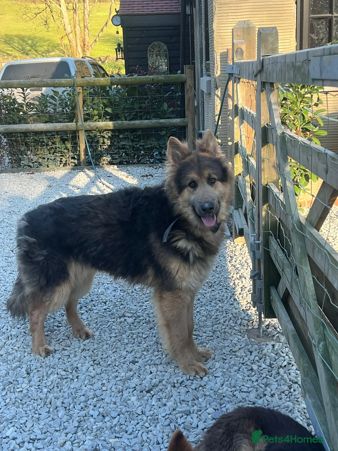 German Shepherd dogs for stud: Blue and tan German shepherd for stud  - Advert 3