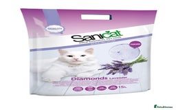 Ragdoll cats for sale: Ragdoll kitten Full Pedigree Beautiful Chunky Boys - Image 11