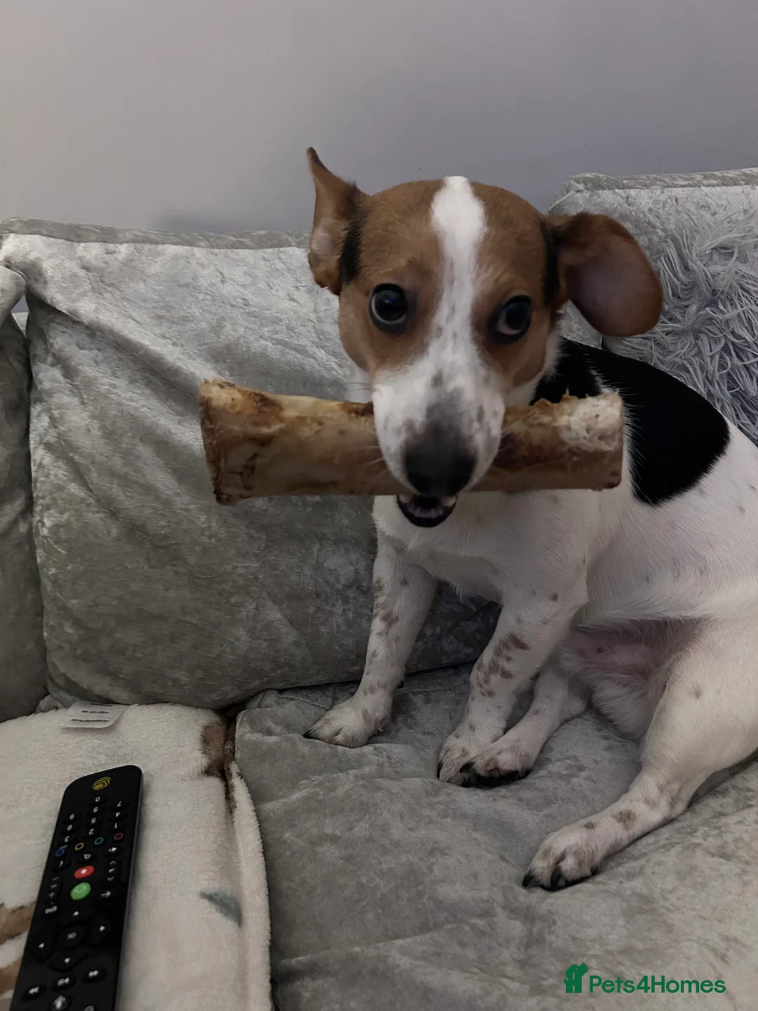 Jack Russell dogs for stud: Tan white and brown Jack Russell Stud  in Aughnacloy - Advert 2