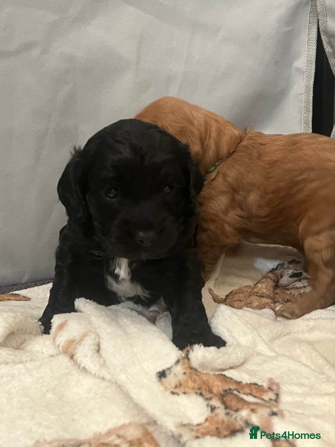 Cockapoo dogs for sale: Beautiful f2 cockapoo pups - Advert 10