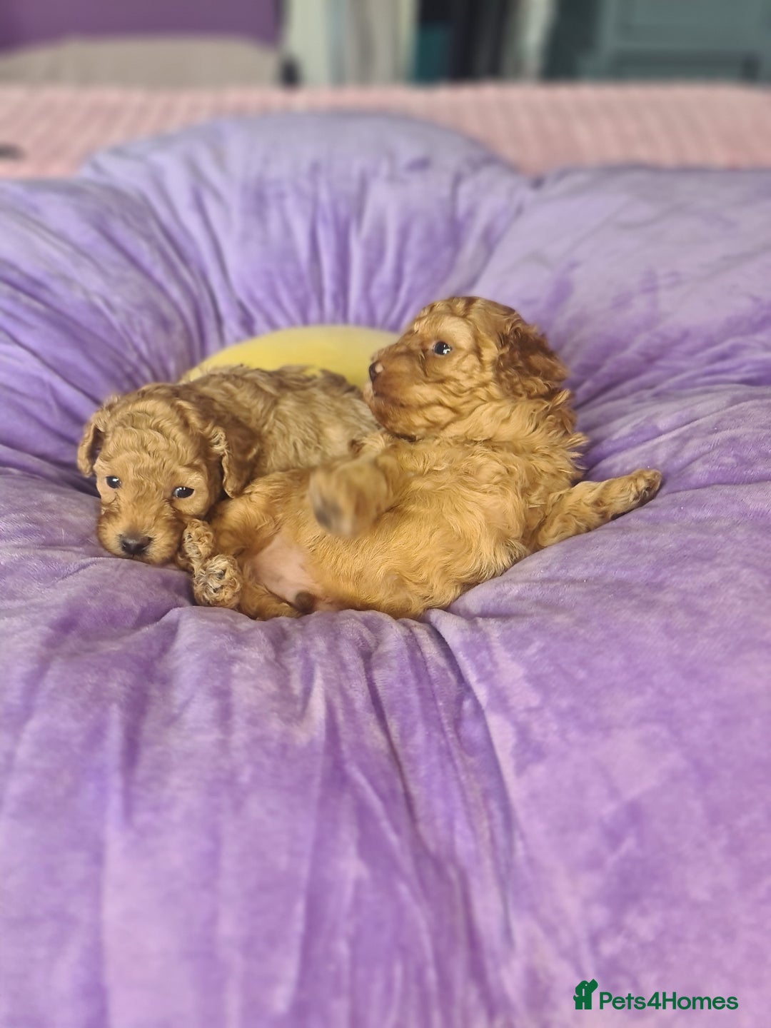 Toy Poodle dogs for sale: Mini TOY POODLES Last one boy available - Advert 14