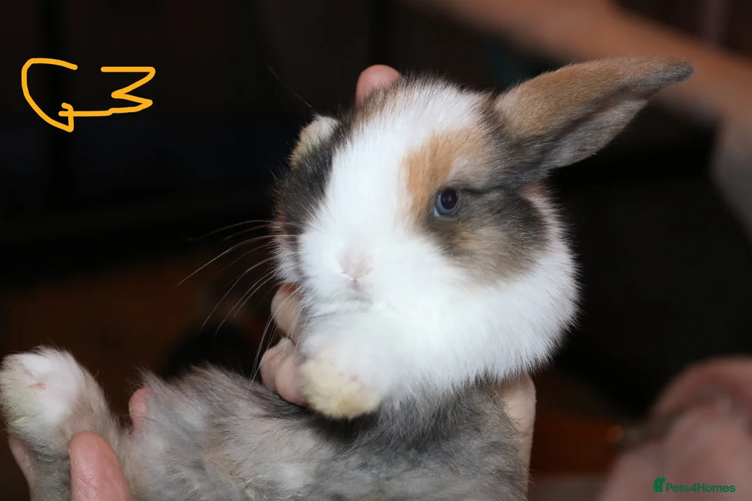 Mini Lop rabbits for sale: 5 Mini Lop x Mini Plush babies  - Advert 24