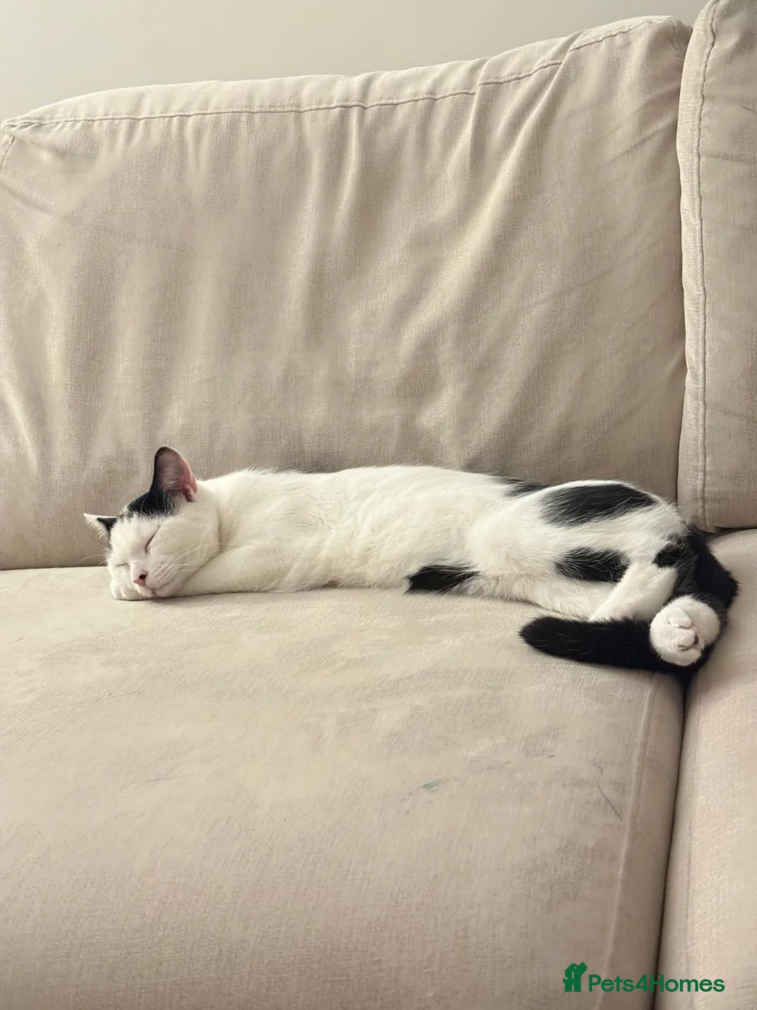 Mixed Breed cats for adoption: 11 month old kitten in need of a new home in London - Advert 2