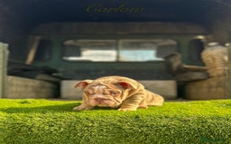 English Bulldog dogs for sale: 🔥 THE JACKPOT PUPPIES ARE HERE 🔥 - Image 6