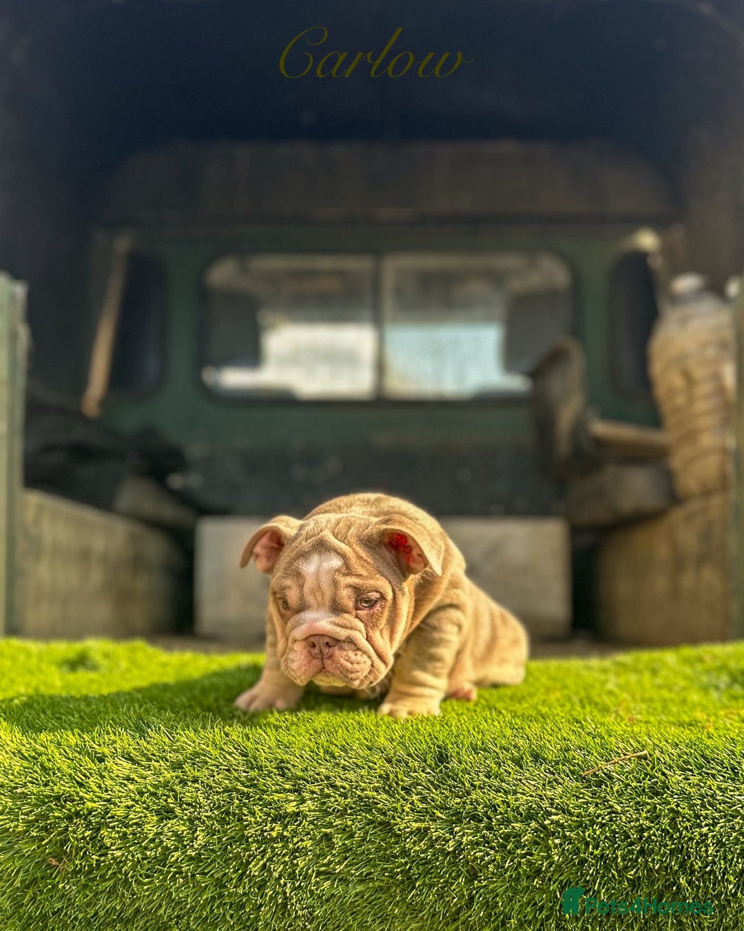 English Bulldog dogs for sale: 🔥 THE JACKPOT PUPPIES ARE HERE 🔥 - Image 6