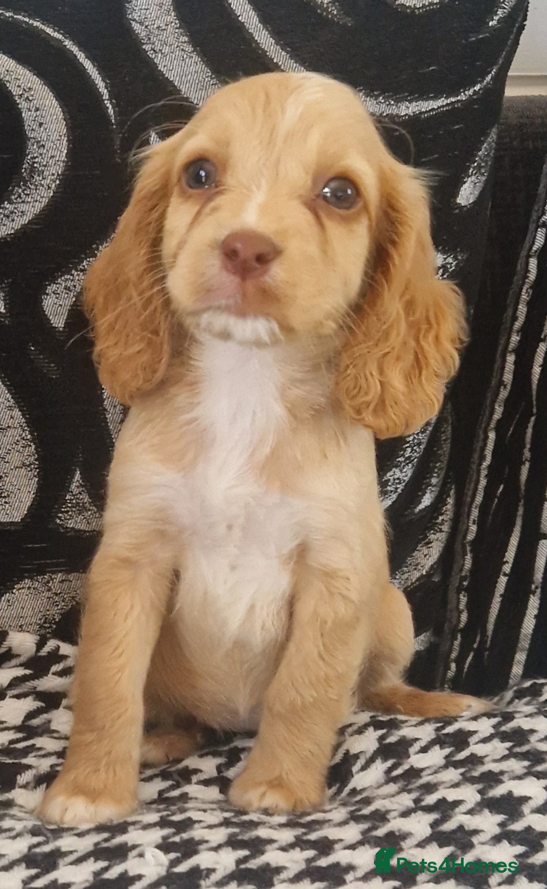 Cocker Spaniel dogs for sale: Cocker spaniels only 3 left  - Image 7