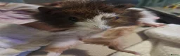 Guinea Pig rodents for sale: Two female baby guinea pigs for sale  - Advert 2