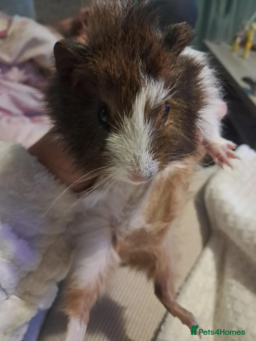 Guinea Pig rodents for sale: Two female baby guinea pigs for sale  - Advert 2