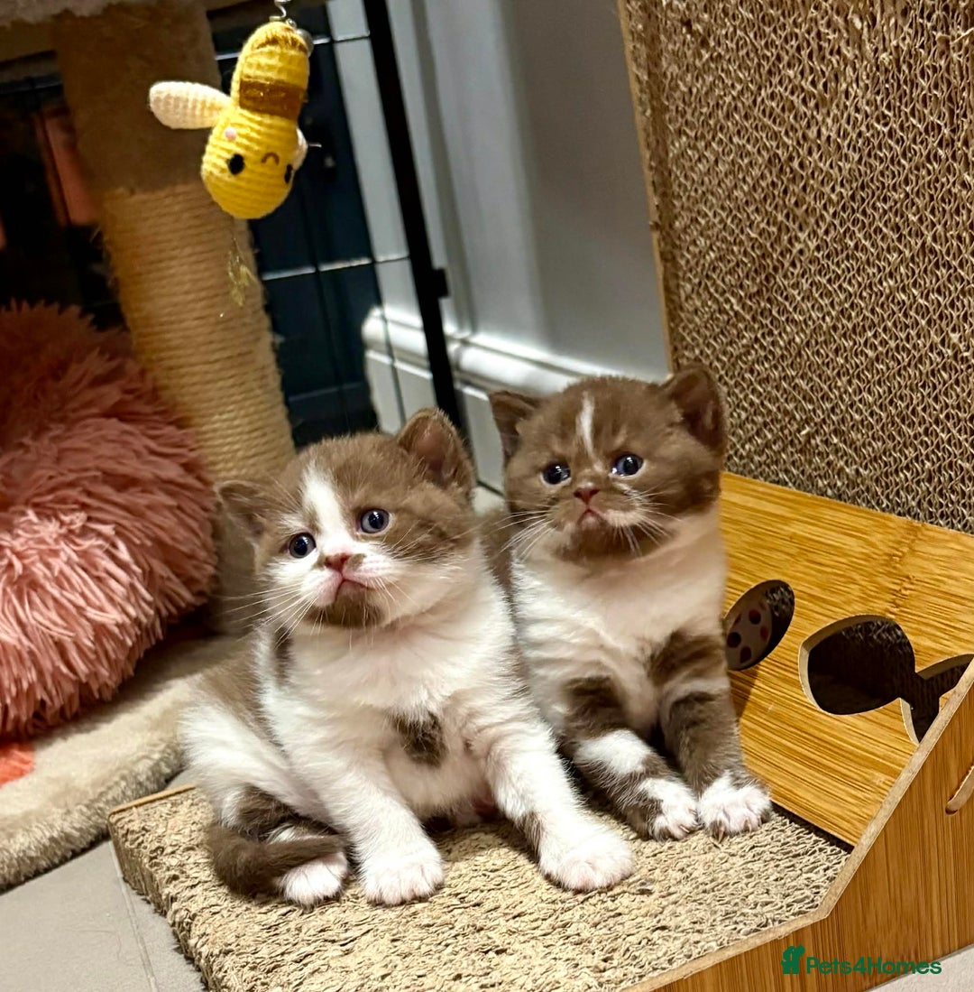 British Shorthair cats for sale: Luxury British Short-Choc& Bi-Coloured|07988240877 - Advert 15
