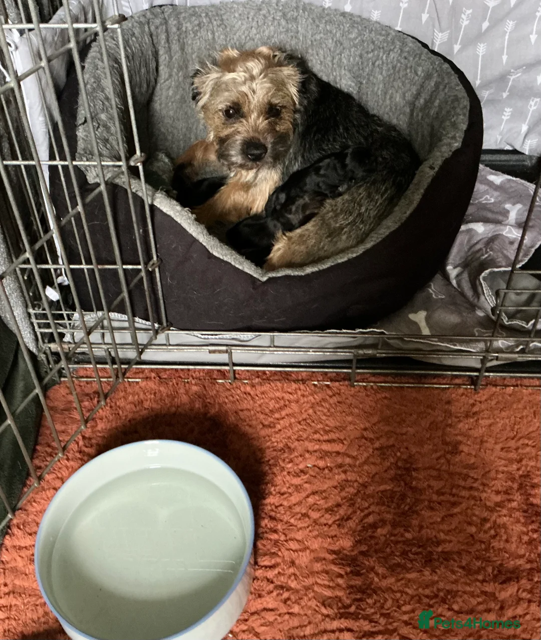 Border Terrier dogs for sale: Gorgeous Border Terrier girls - Advert 2