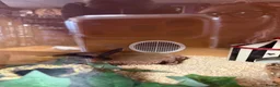 King Snake reptiles for sale: Mexican king snake  in Hartlepool - Advert 5